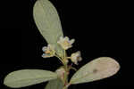 Florida leaf-flower